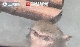 网红吃瓜像猩猩的是谁,揭秘“像猩猩”的吃瓜达人